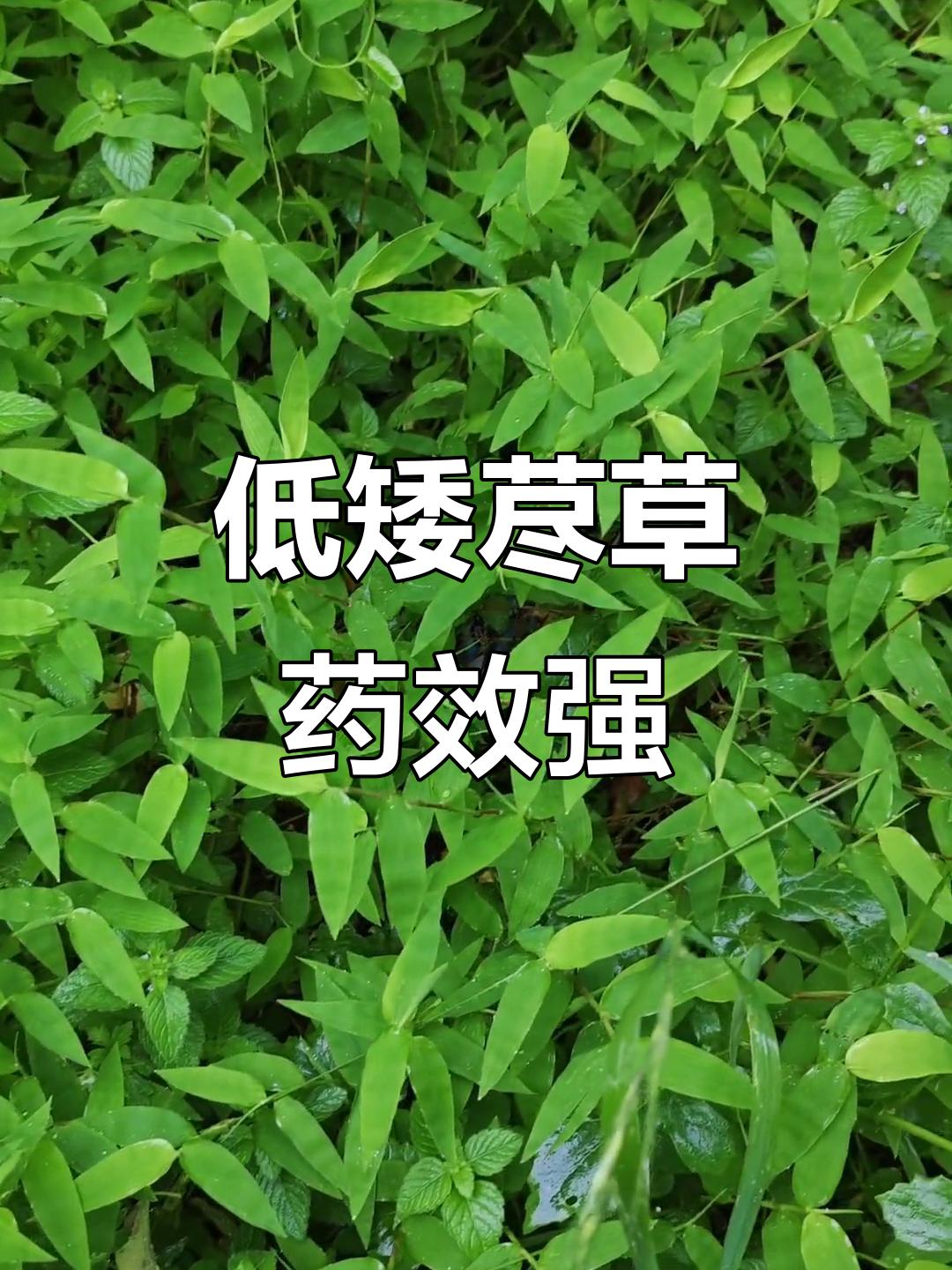 中草药材—荩草翻旧版本草图鉴时撞见荩草，瞬间勾起儿时记忆，这不就