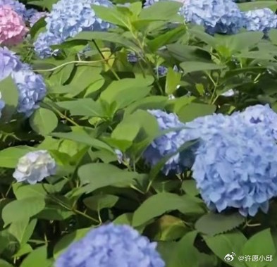 绣球花1.栽培方式：腐叶土+泥炭土+松树皮+珍珠岩，疏松肥沃微酸性土；根系细密