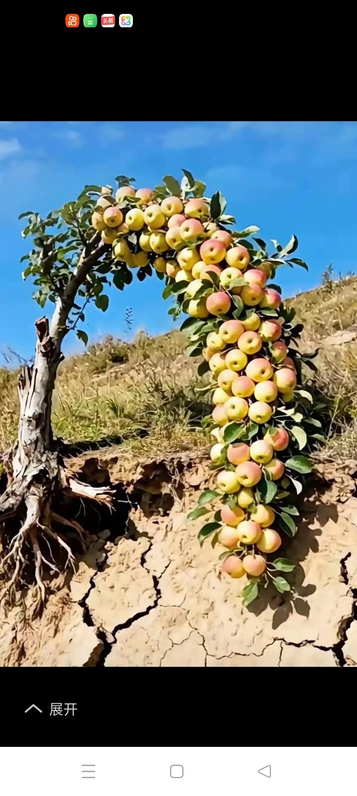 假如农民伯伯的果树都长成这样，他们该多么开心。如果地下全是玉石，他们就能一夜暴