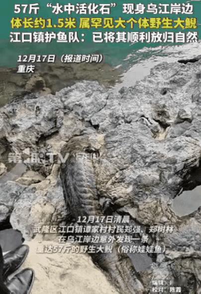 重庆村民干活时石头缝惊现动静，误认“辣条”，凑近竟是57斤“牢底坐穿鱼”​​重