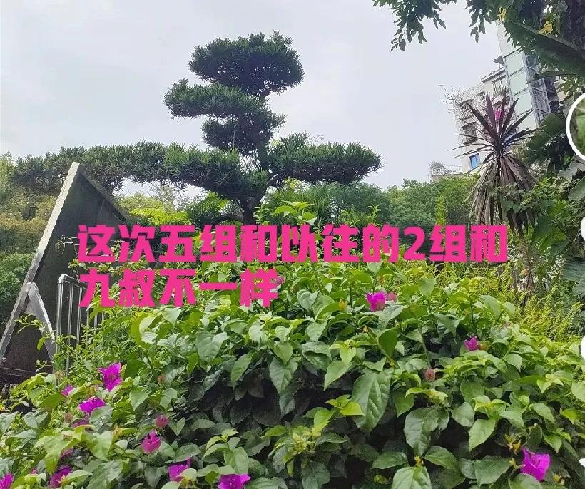 柴桑大姐：五组这次不一样，给力！已拿到汇报门票！这真是令人振奋的消息！大