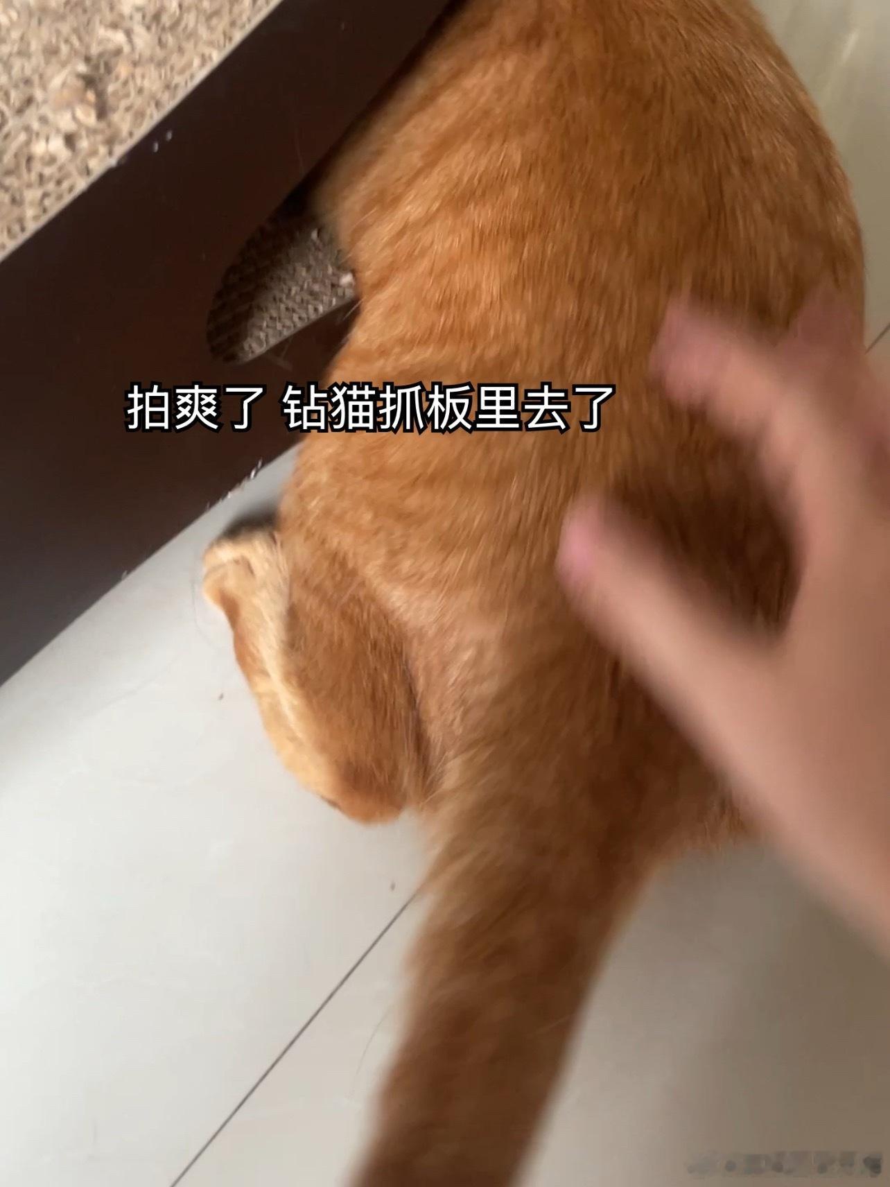 执着于被妈妈拍屁股的小碗咱也不知道这是什么爱好碗不可貌相