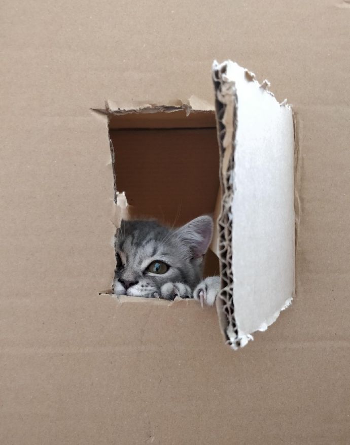 躲猫猫