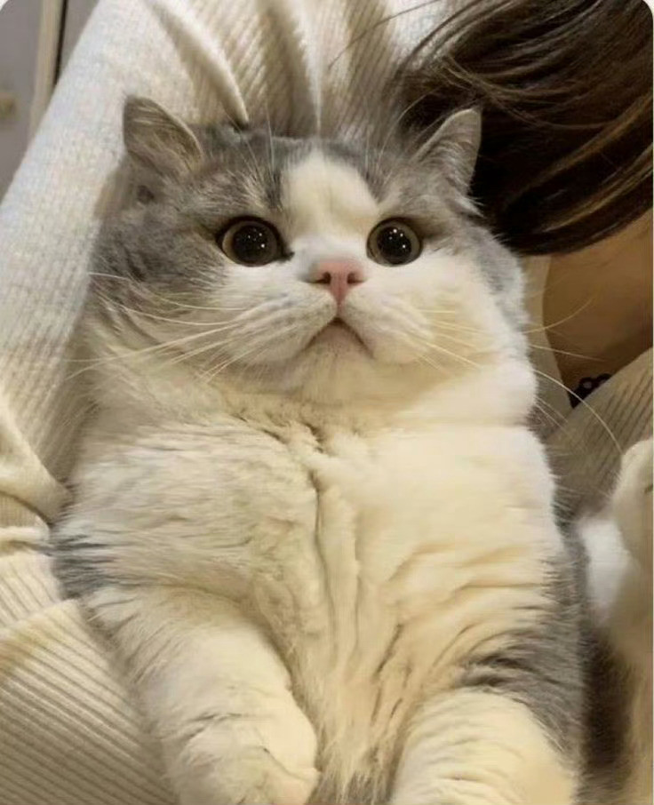 猫身人面像🤩​​​