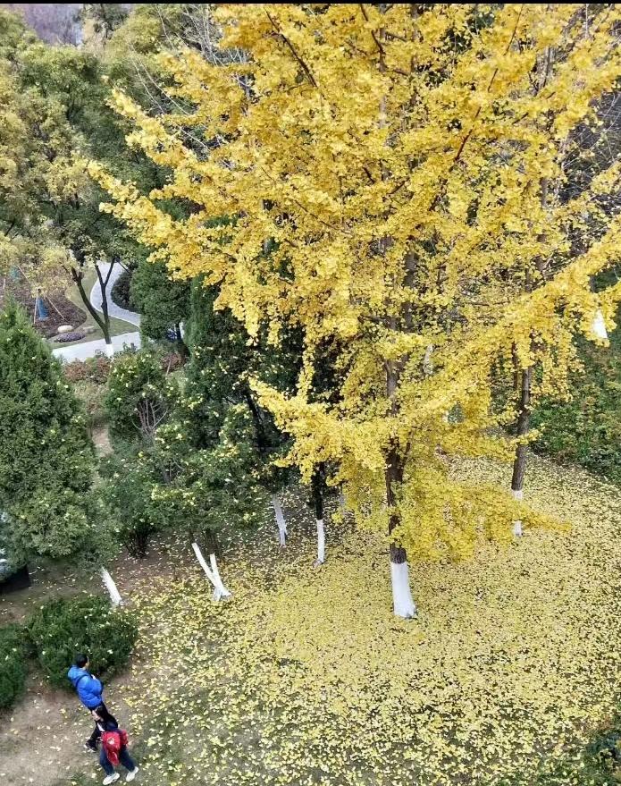 南京实行的“落叶不扫”，再创自然奇趣环境理念，给游客发了观景福利。南京环卫工人