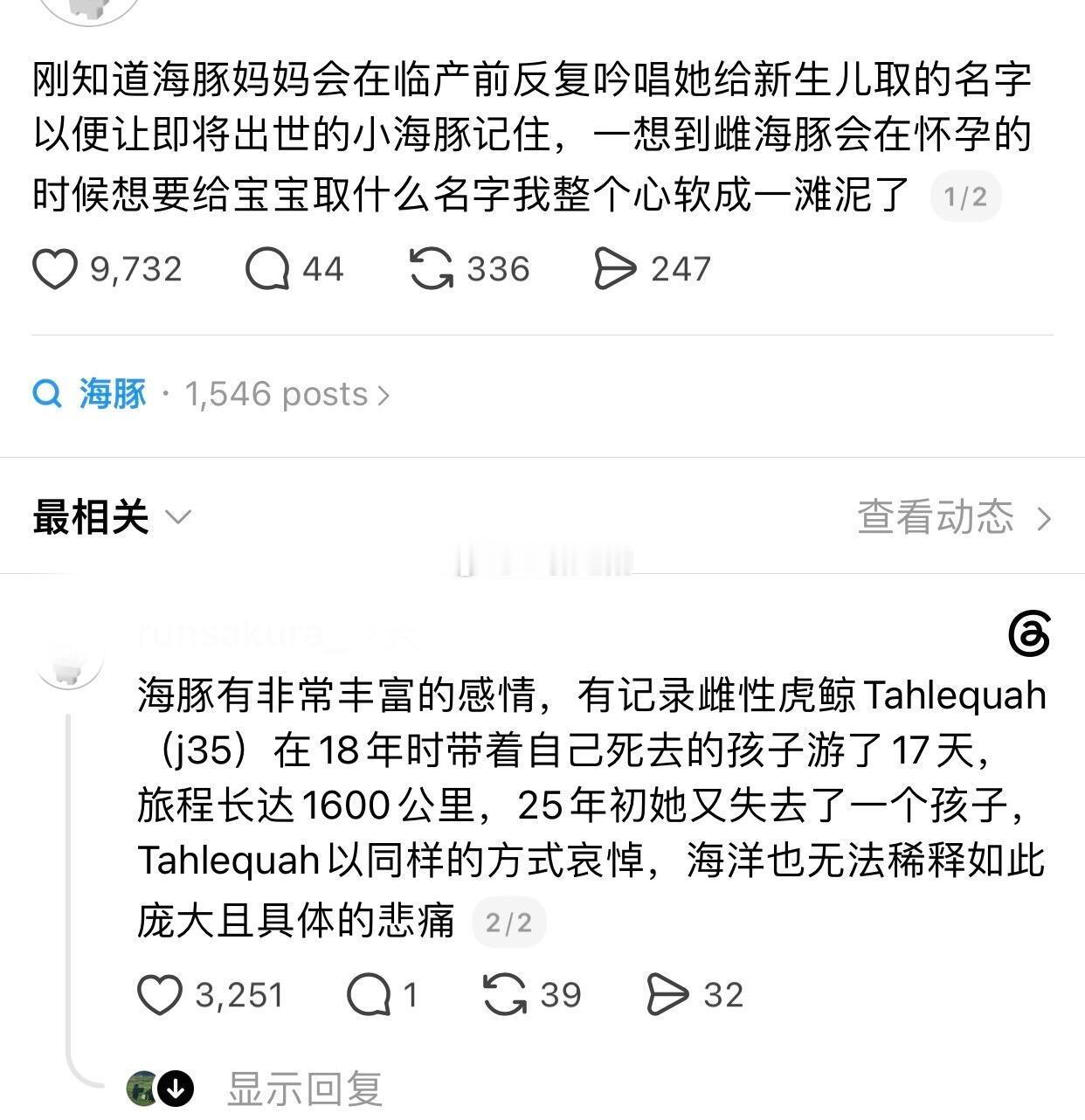 原来海豚会给未出世的小生命取名呀…​​​
