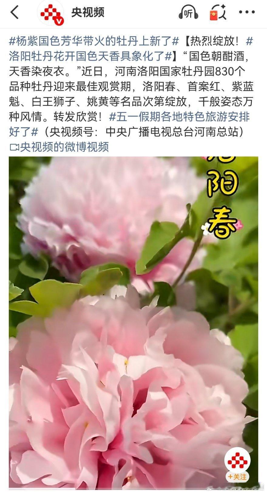 杨紫真的和花很有缘，遇见她仿佛就是遇见了春天有没有？杨紫