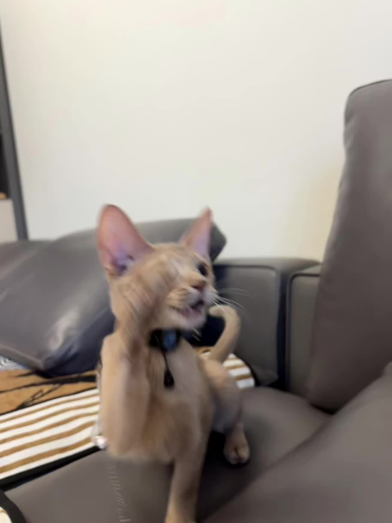 啊是猫猫