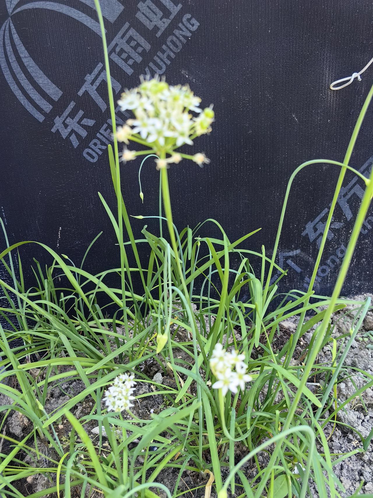 这个韭菜应该可以割了吧，都开花了，再晚是不是就吃不动了？