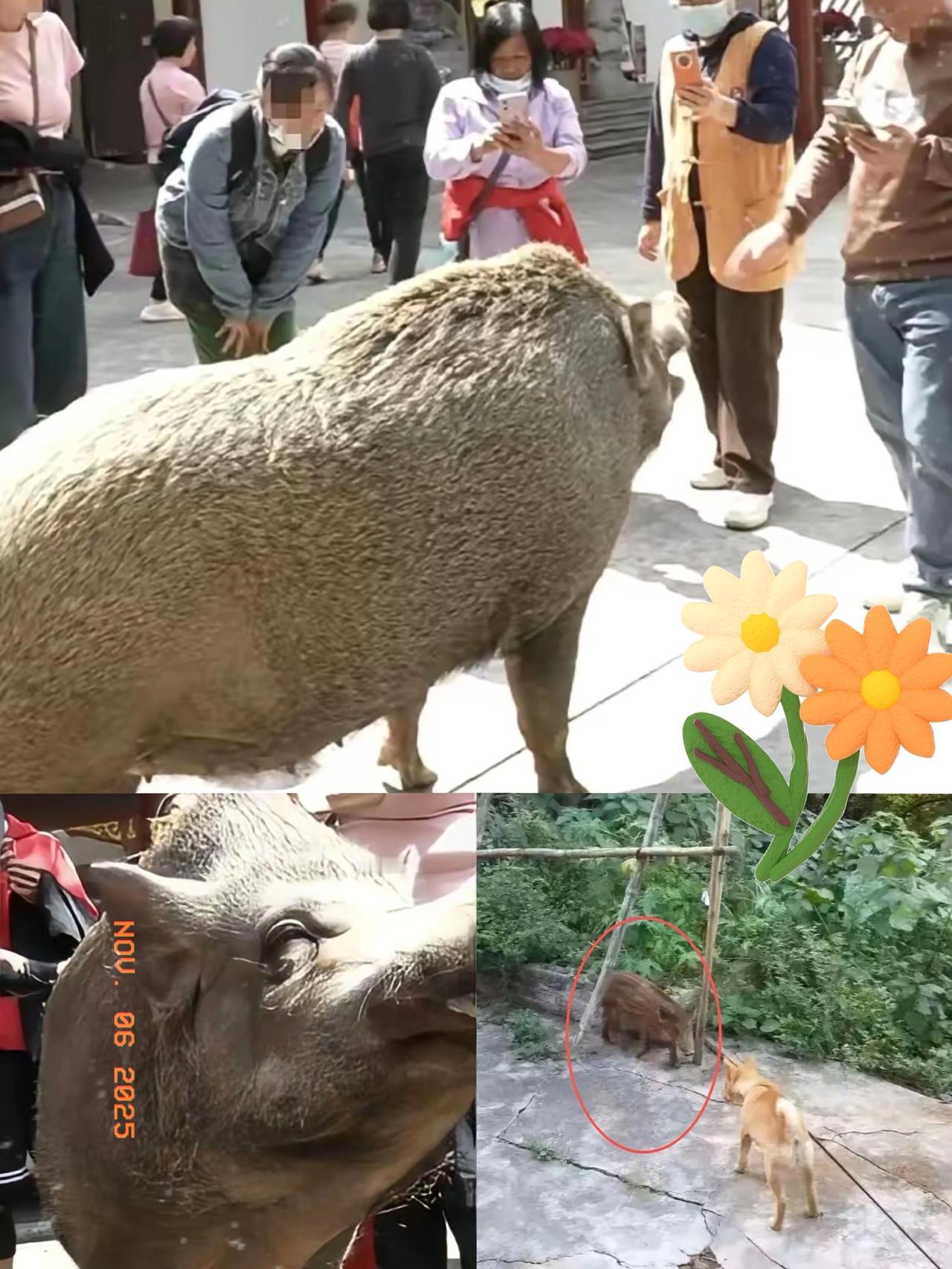 真成精了？广东江门观音寺这头300斤的“猪五妹”，直接颠覆了对野猪的所有认知！