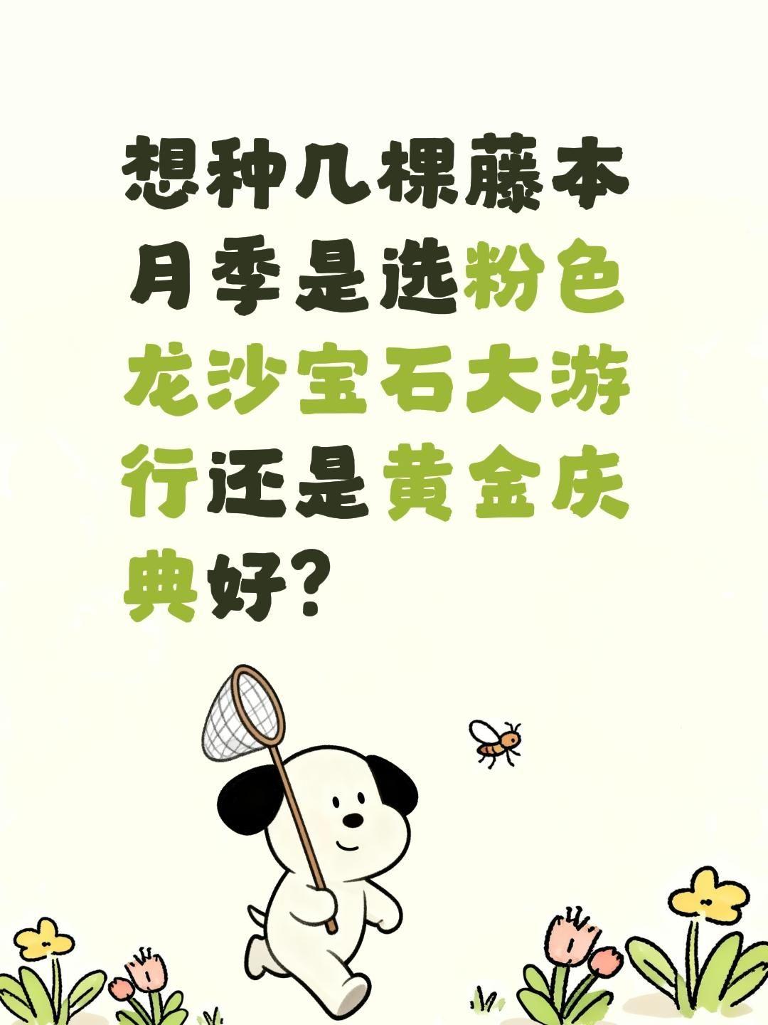想种几棵藤本月季是选粉色龙沙宝石大游行还是黄金庆典好？全民买手请回答买不买求支