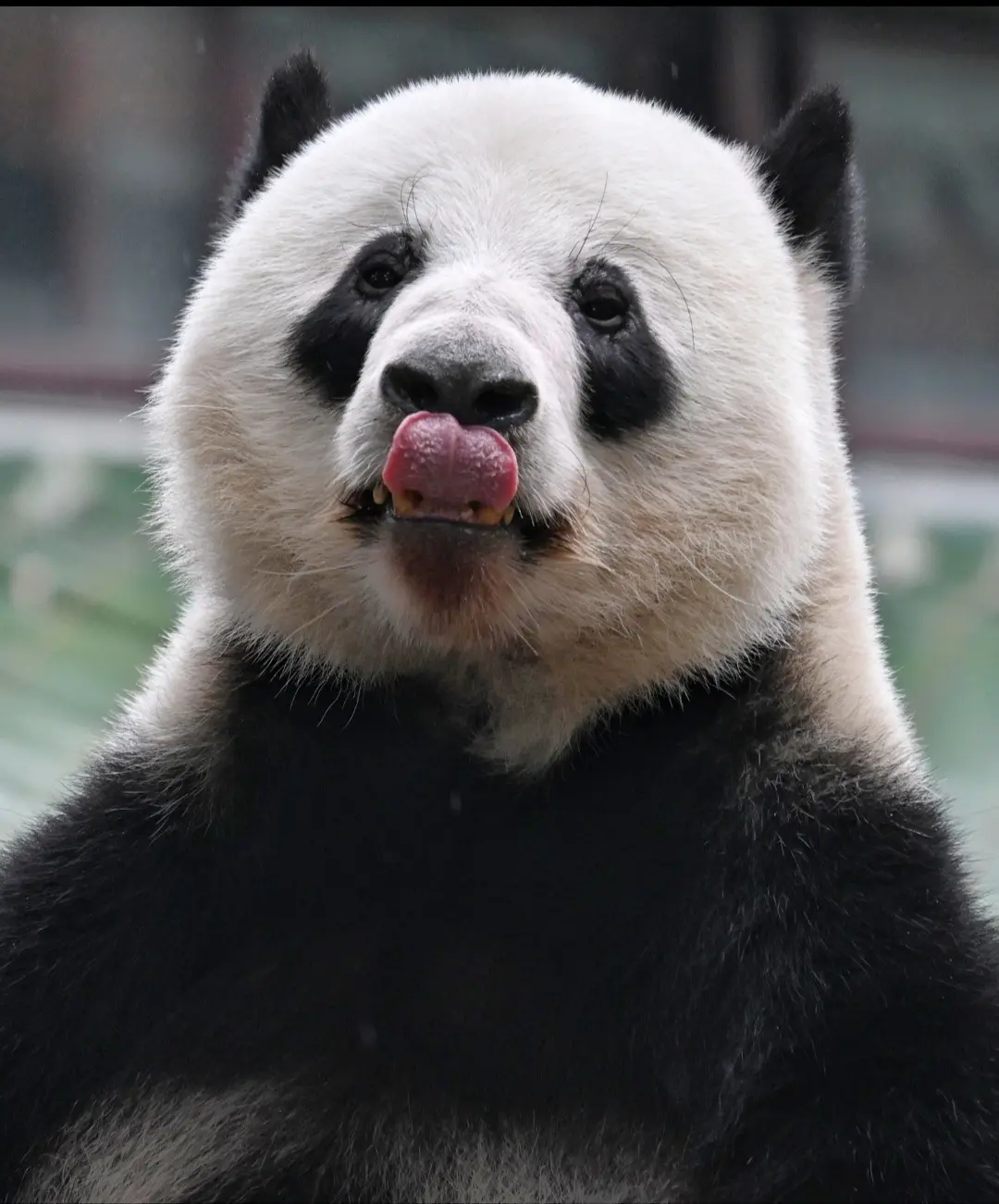 星一23-26年的照片，变化大吗？p1-p4，分别是23-26年用相机...