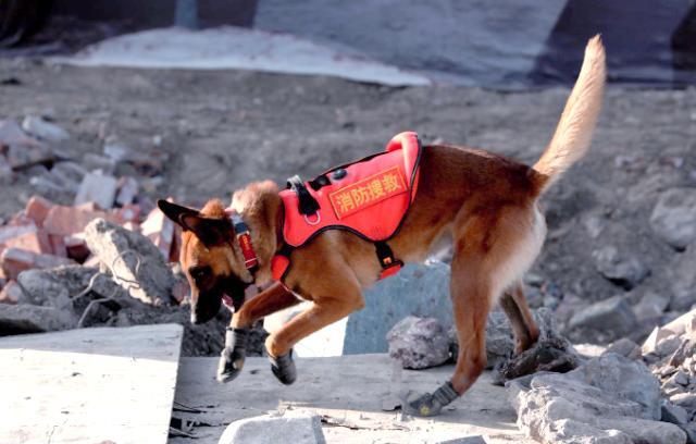 搜救犬发情时该怎么办？一位有着40年工作经验的训犬师告诉我，80%的搜救犬，一辈
