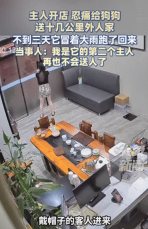 “看哭了！”福建漳州，老板娘收养了一只流浪狗，因为担心小狗吓到客人，就将