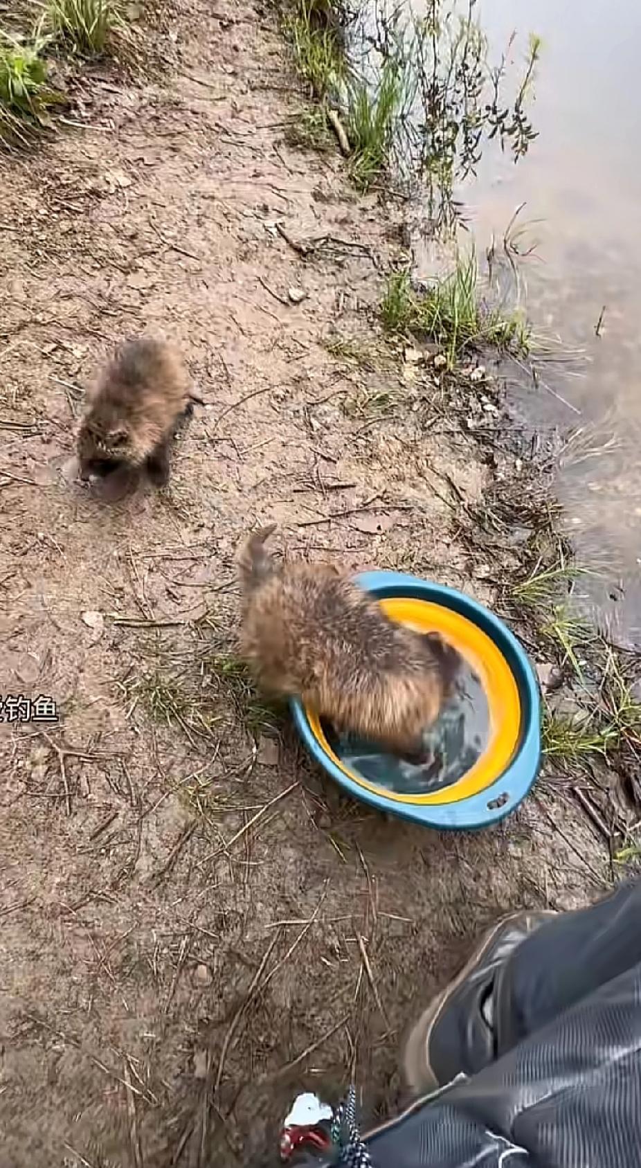 正在专心致志钓鱼的男子，突然看见跑过来了两只小动物，小动物的一个举动，让钓鱼男子