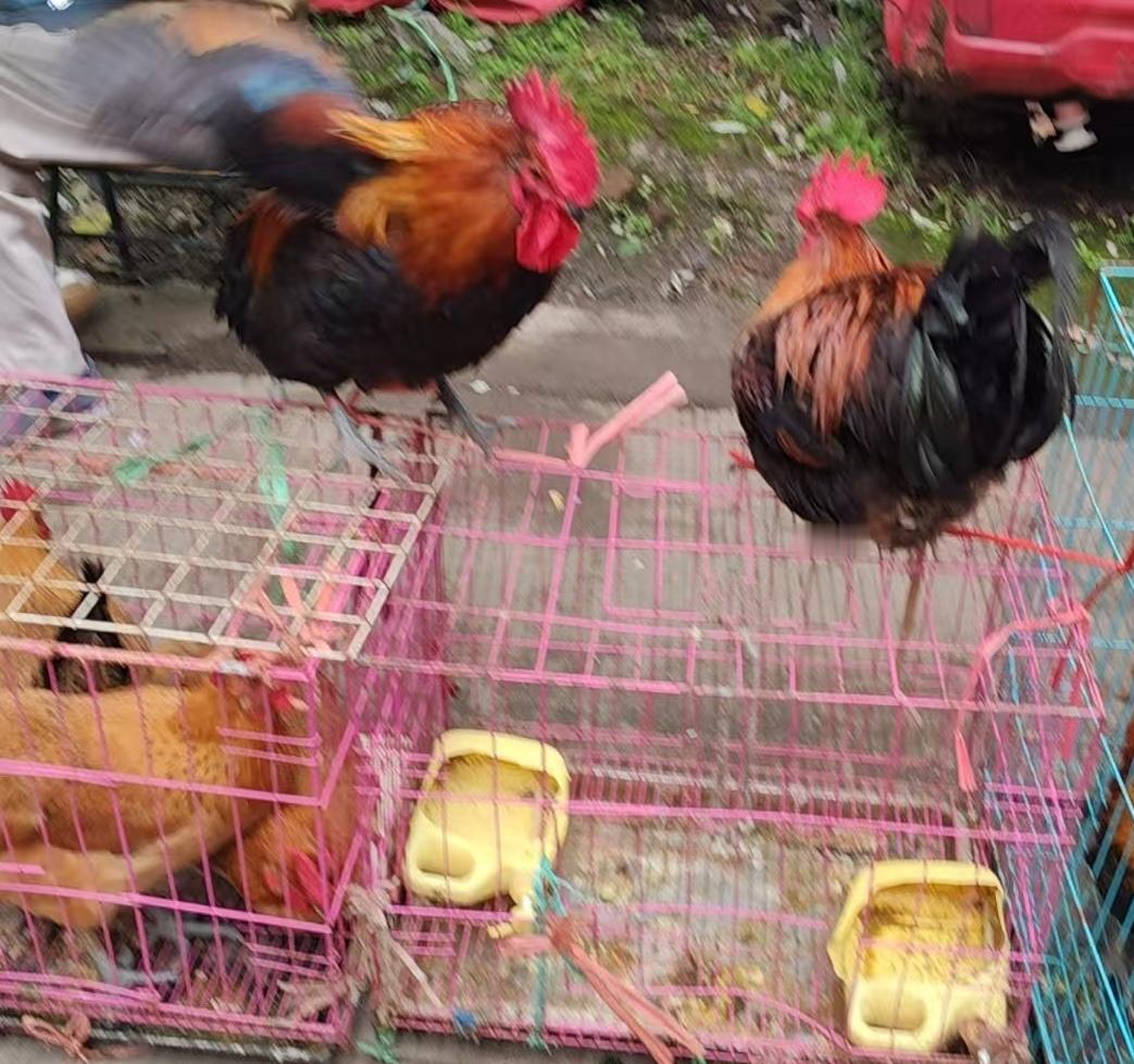 中超川渝德比大战可能很难分清楚谁是主场谁是客场！随着重庆铜梁龙冲超成功，明年中超