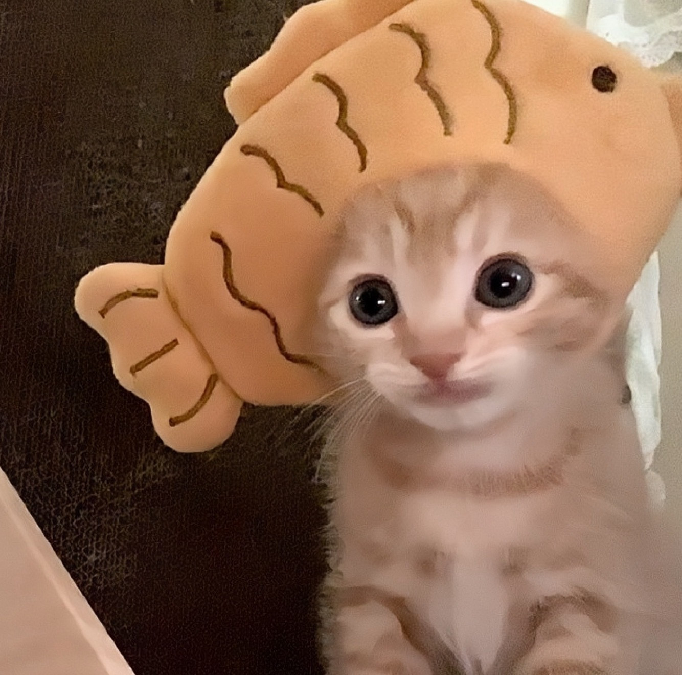 自用可爱小猫咪头像