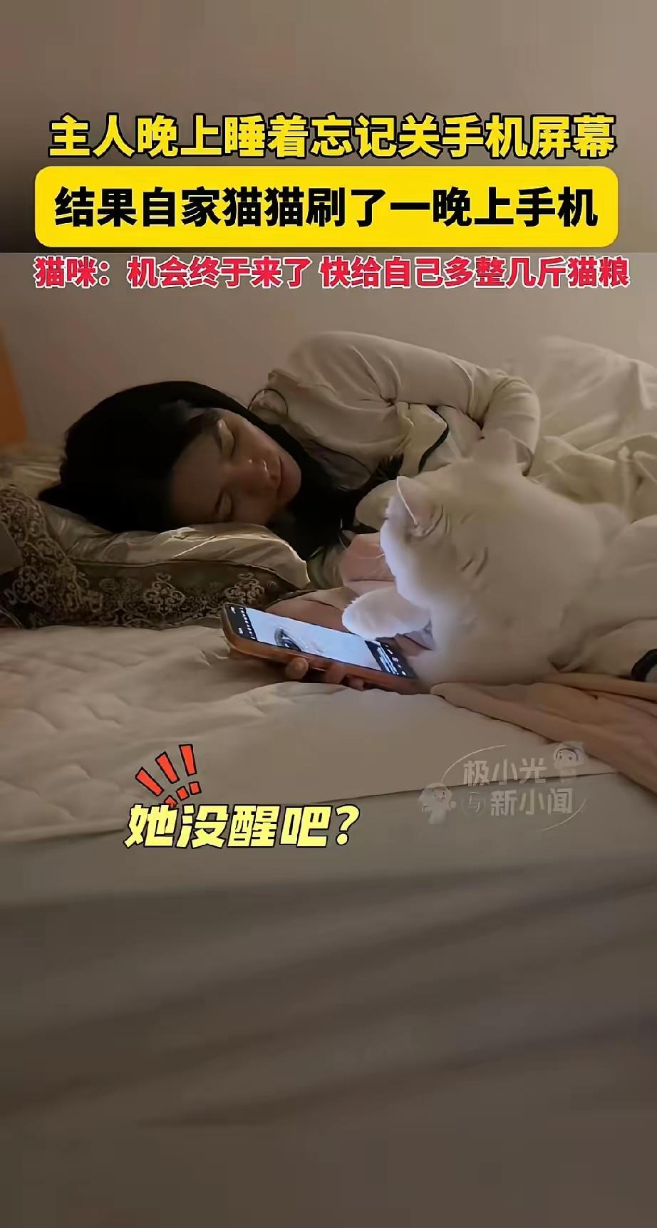 猫🐱咪偷刷手机到关机，那心虚样笑死人！我刷到直接忍不住笑了！陈女士睡着忘