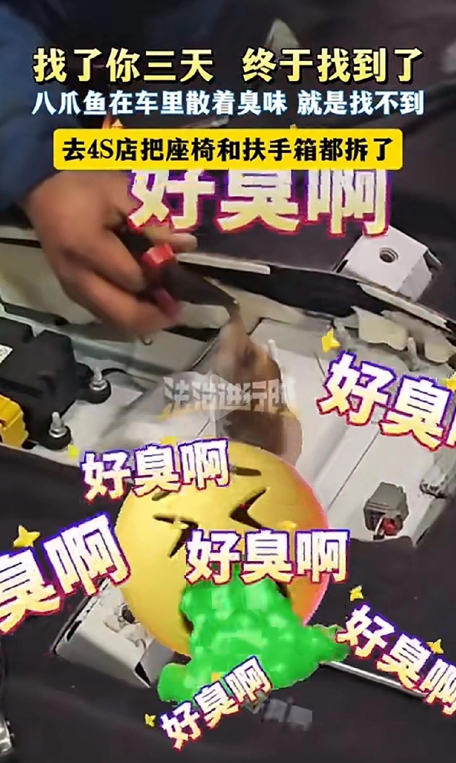 活久见！山东一位车主买的八爪鱼，在车里“越狱”失踪了3天。车主自己怎么找都找不到
