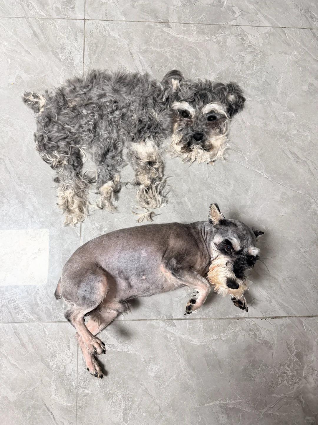 你家的狗会脱衣服吗？01、那不是我的衣服，那是我的兄弟02、刚生了三胞胎0