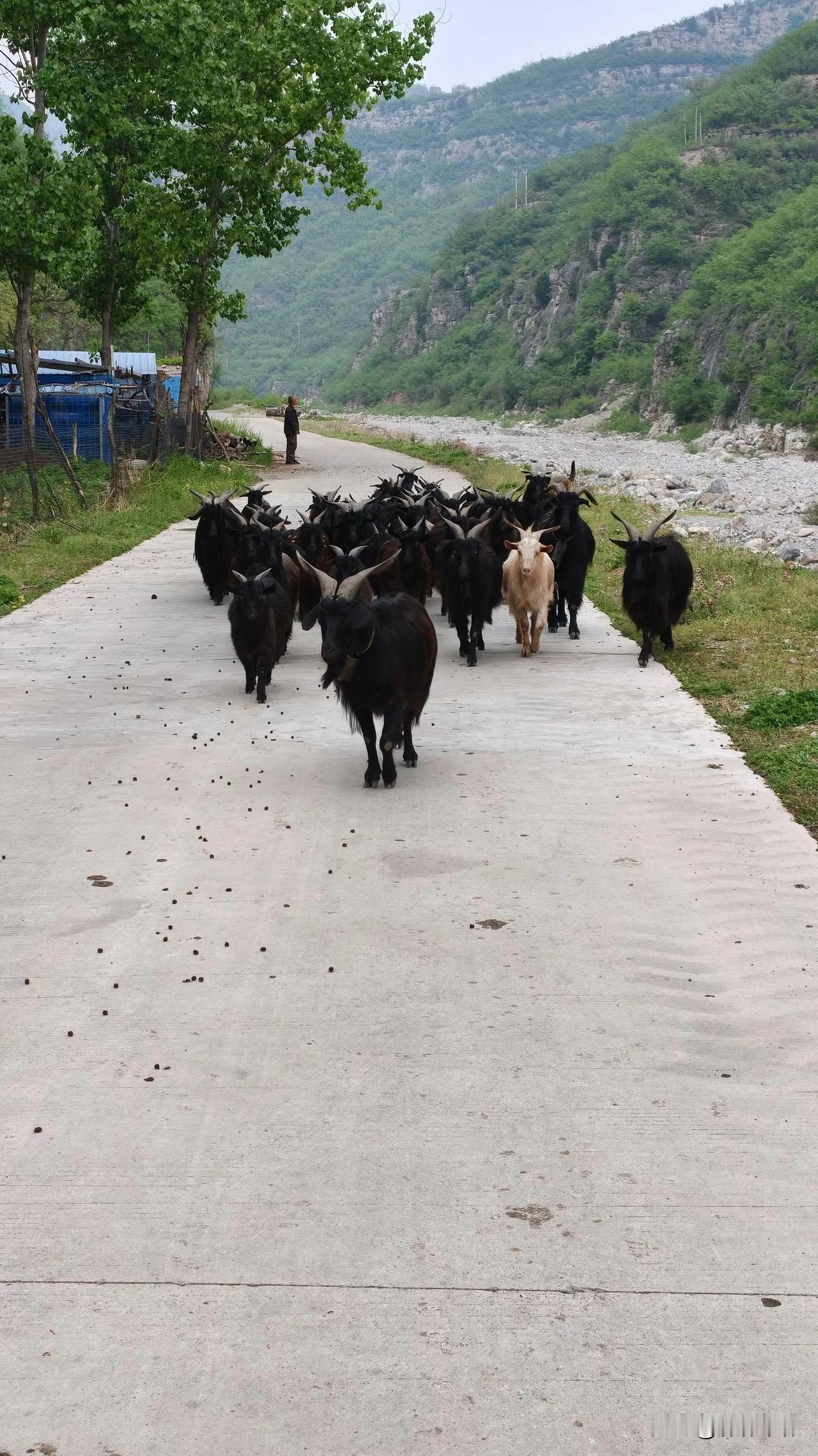 这事咋这么蹊跷？原来我在服装厂做工，一个女孩来一个星期都不知她是个哑巴，长的