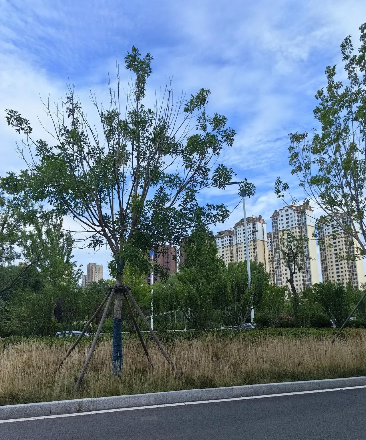 坐在小区外面的路边上，凉风习习，感觉非常的舒服，这时候的烟台特别的宜居。和青岛