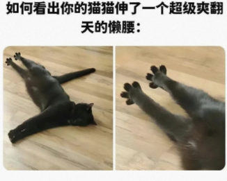 猫猫伸懒腰