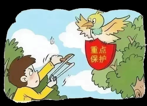 “想打几只来给妈妈补补”, 听说斑鸠能治头痛, 浙江男子多地猎杀12只斑鸠