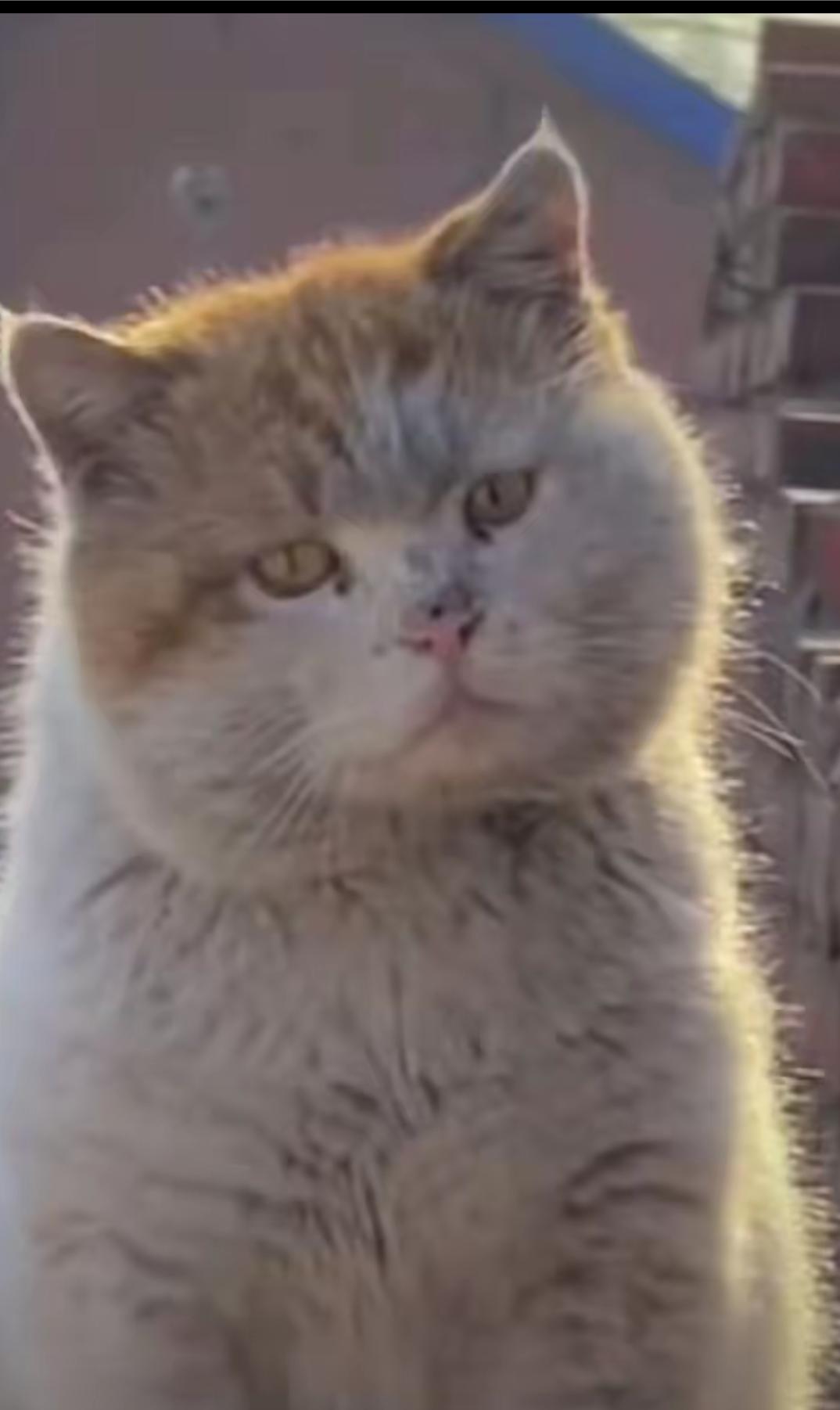 猫咪也有烦恼，最近这只胖嘟嘟，身上脏兮兮猫火遍全网，不是它身上脏兮兮，而是从它眼