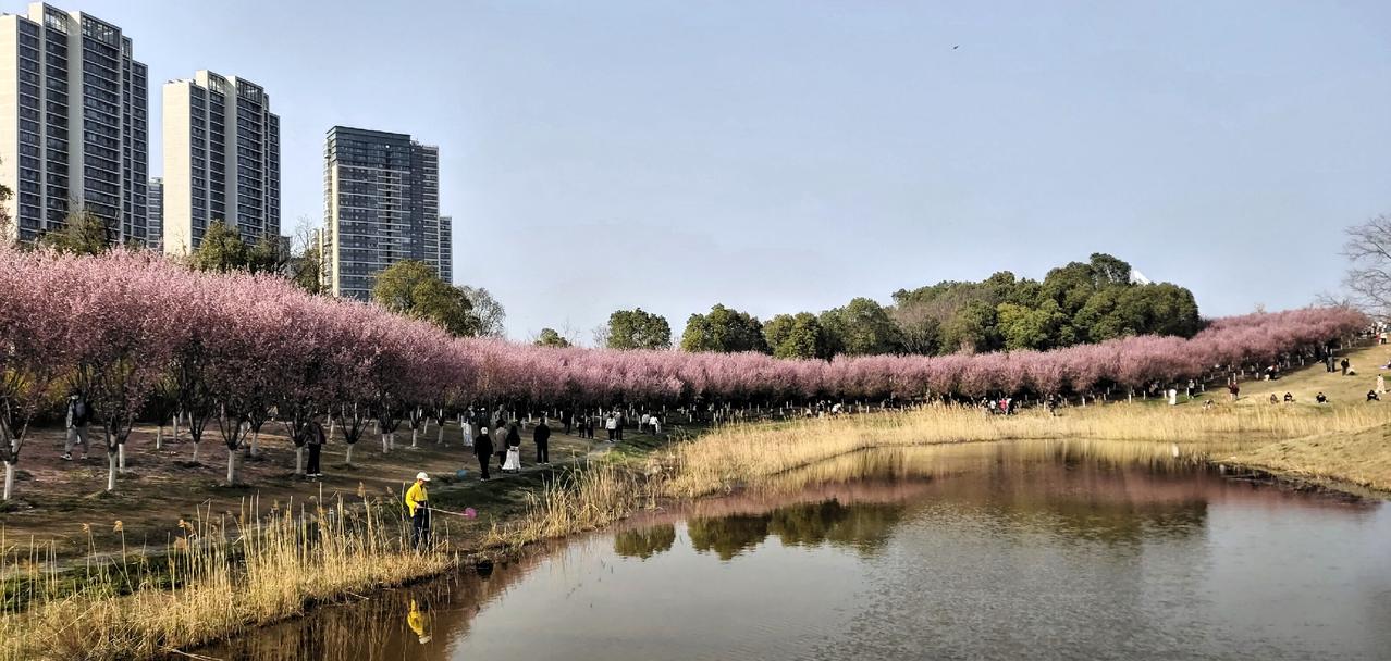 今年，南京江北新区美人梅花海美出了圈，看到网上的视频，就一直想过去看看，无奈前段
