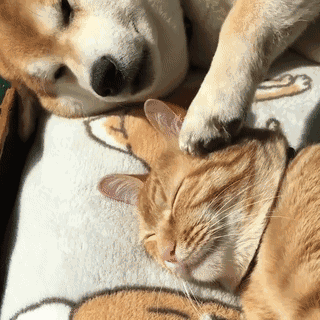 主人怕柴犬孤单，在它5个月的时候，带回来一只小橘猫。从此，它俩谁也离不开谁！主人