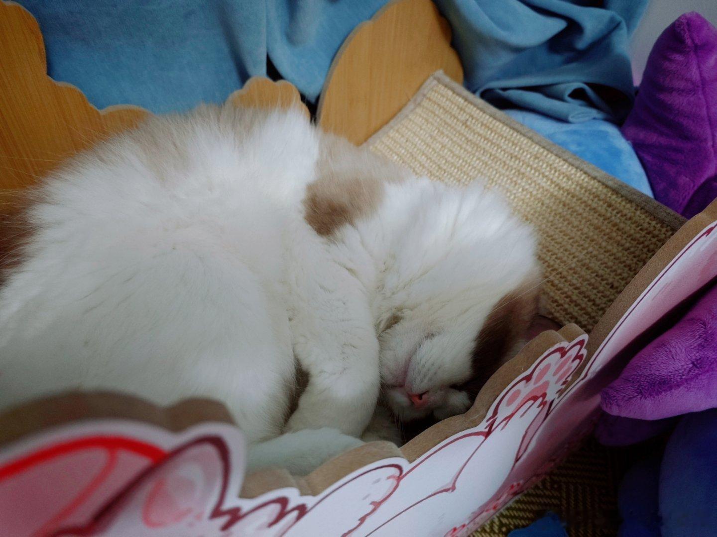 生活手记明天就是只两岁的小猫咪啦​​​