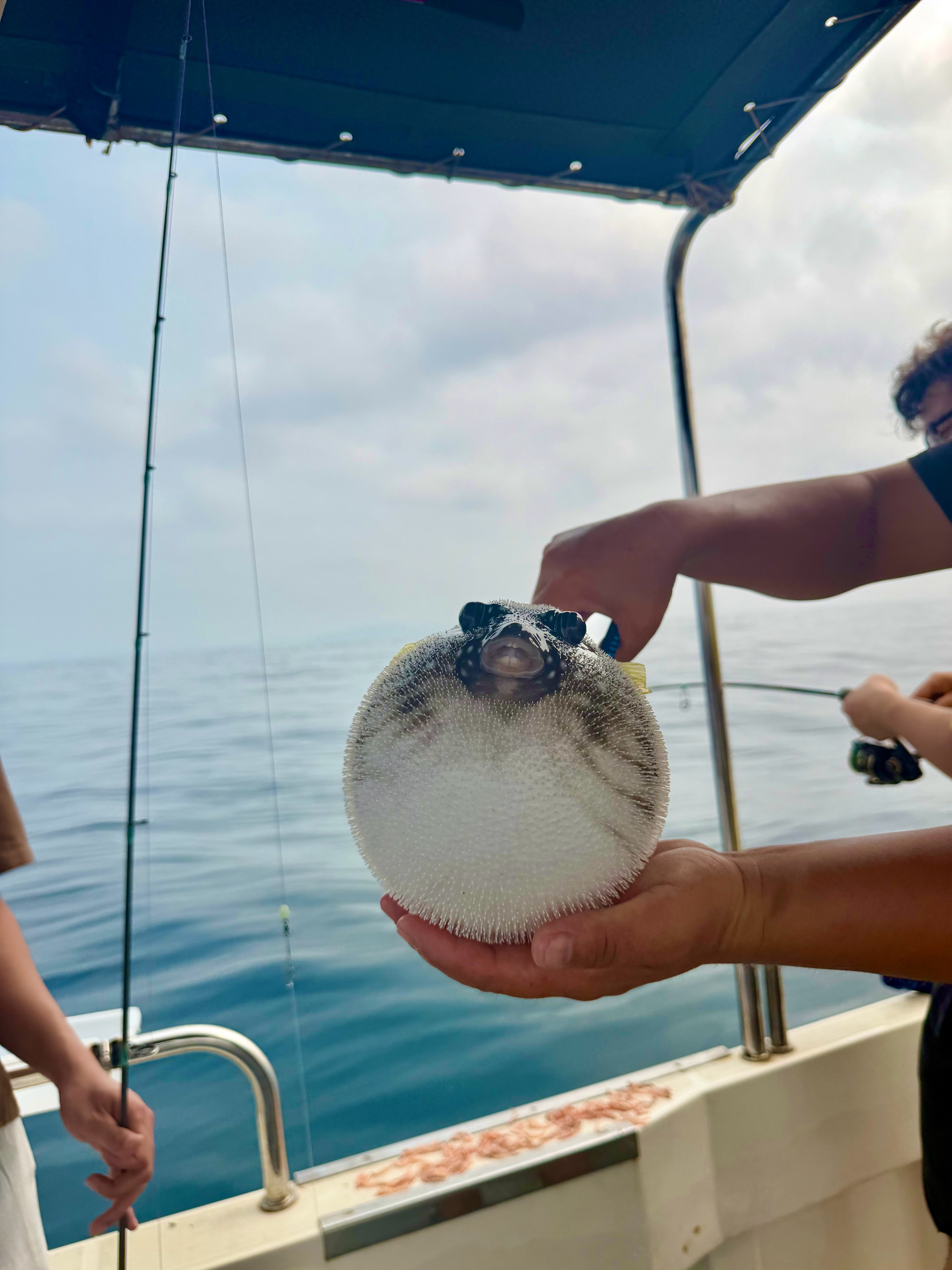 清晨出海的心情是很愉悦的晕船就🙂↔️