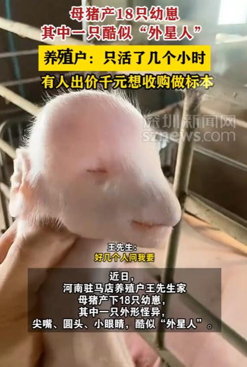 “开眼了！”9月27日报道，河南驻马店，一男子家的母猪产下18只幼崽，其中一只长