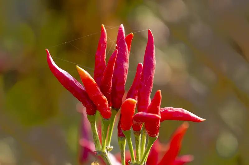 现在网络谣言真是防不胜防，“千亩辣椒免费摘”就是个典型例子。11月上旬，陕西西咸