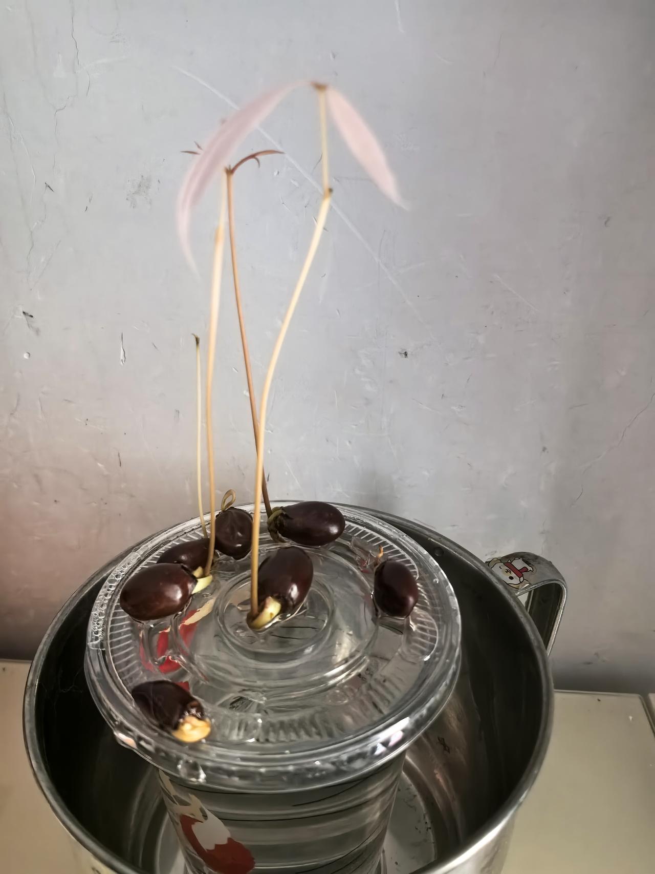 水培荔枝根子发给了，怎么处理？