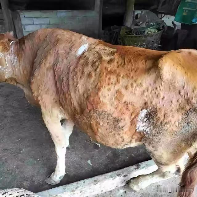 贵州毕节，男子为了牟取暴利，组织20多人到处收购病牛、死牛，每斤收购价为2元以下