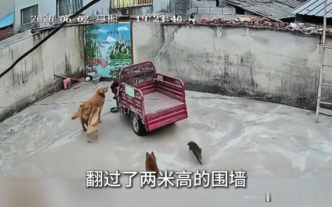 2026年全网排面最大的家猫非它莫属！这天这只狸花猫正悠闲蹲在院外晒太阳，