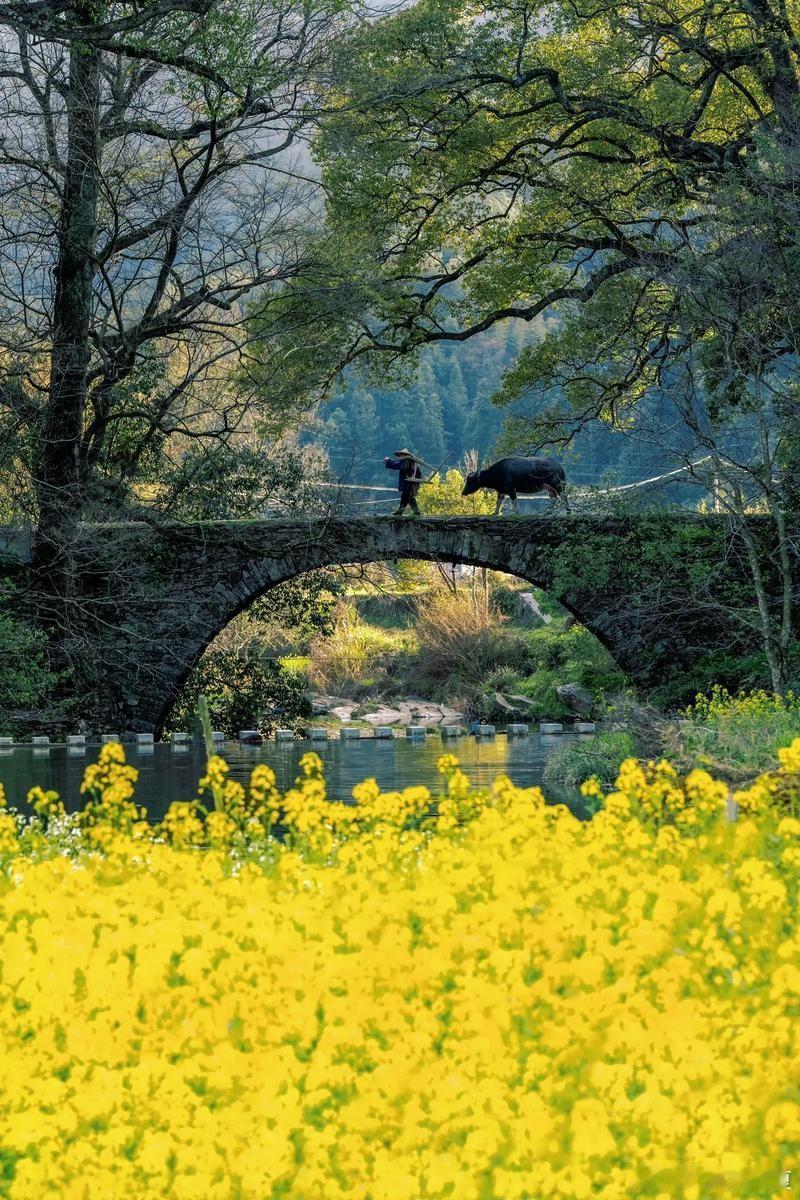 金黄的油菜花田、云雾缭绕的梯田、古朴的徽派建筑，每一处风景都让人惊叹～