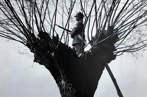 1940年7月，一名16岁的八路军小战士杨二娃送情报，被两只狼追赶，他急忙爬上树