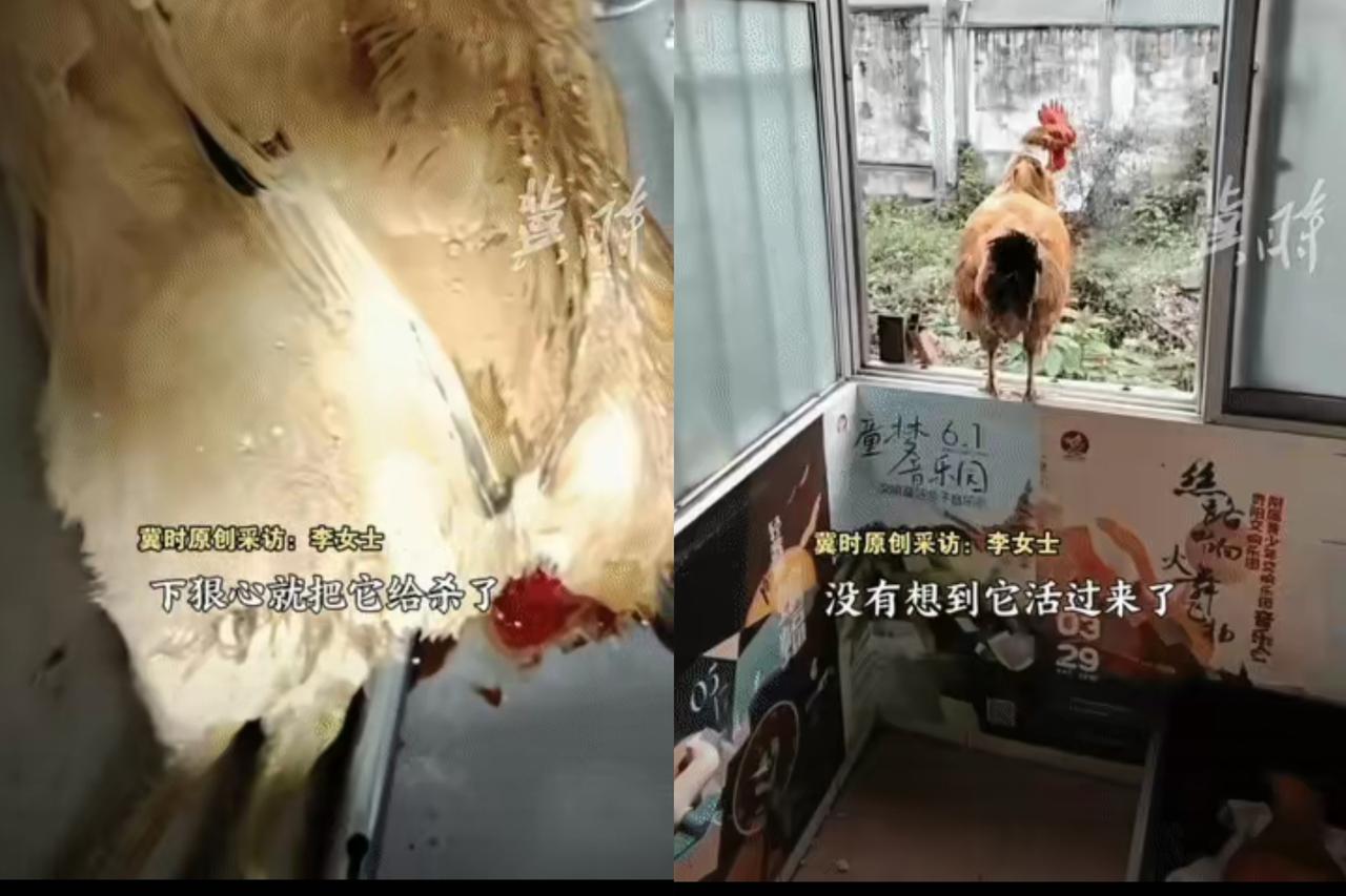 谁能想到一只公鸡能把主人逼到两难？贵州李女士家的大公鸡最近成了“网红”，不是因为