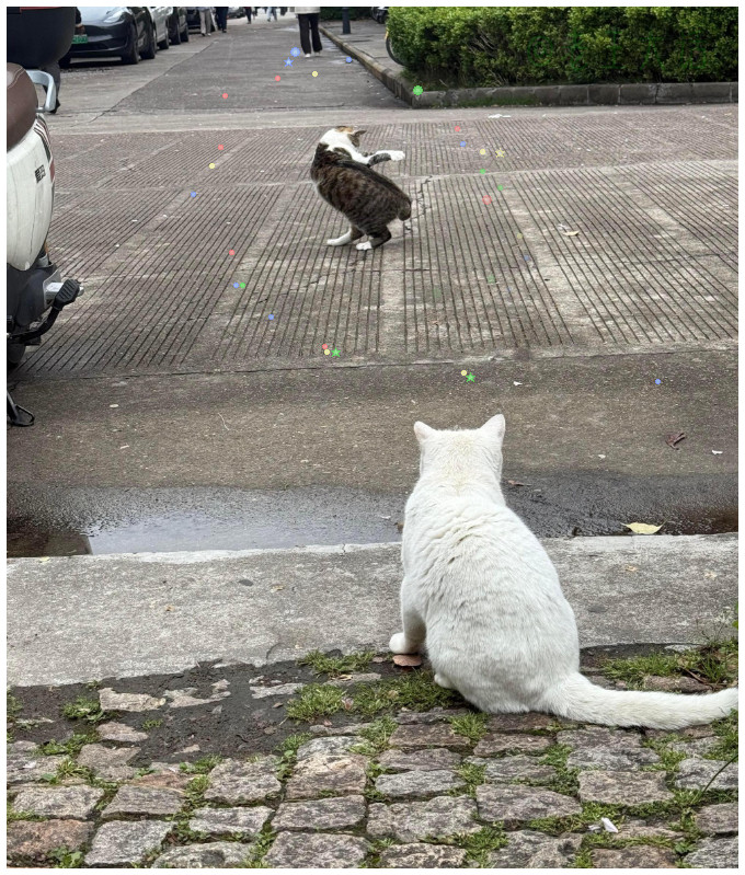 小猫在看小猫跳舞