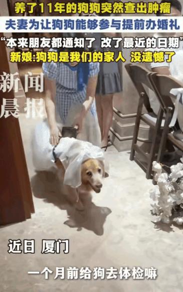 厦门，一对新人正满心期待婚礼，一个噩耗却猝不及防——陪伴新郎11年的狗狗确诊肿瘤