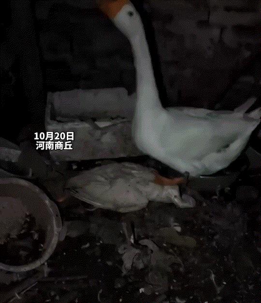 万物皆有灵！河南商丘，一女子分享，自家养了两只相依为命十几年的大白鹅，但最近其中