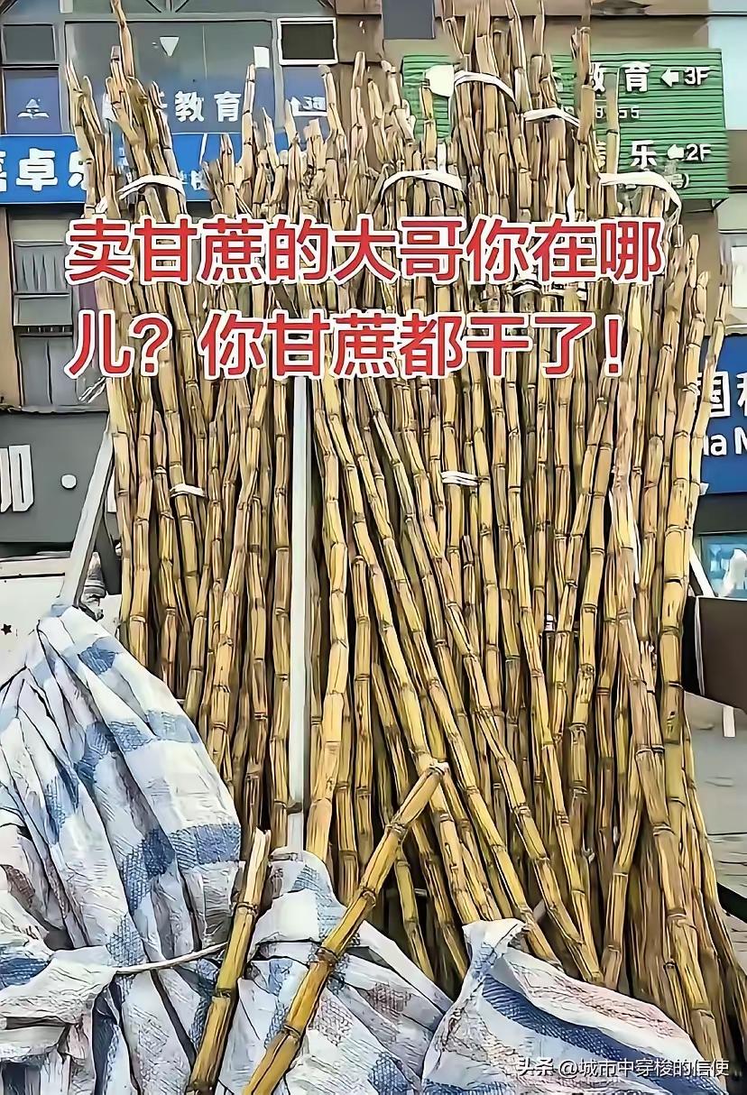 四川成都青白江区，有个卖甘蔗的大叔，过年后突然不见踪影，车斗里的甘蔗早就蔫得像段