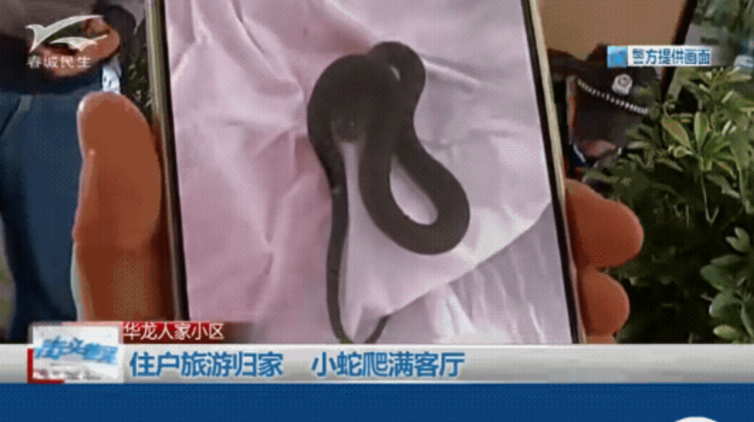 一家旅游回来，发现家里出现8条小蛇，业主惊恐，这么高的搂，蛇是怎么进来的呢？报