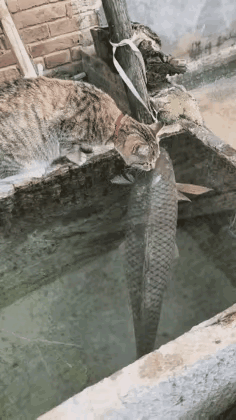 春节到了，买了一条大鱼放到水池里。这可馋坏了家里的狸花猫，它蹲在池子边对着大鱼一