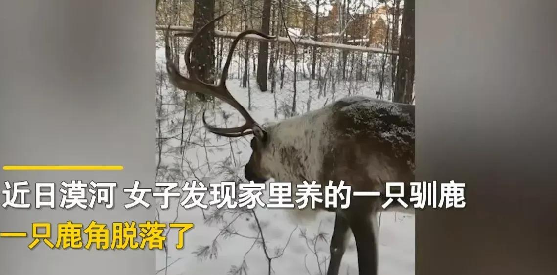 黑龙江漠河，一女子发现一只驯鹿的鹿角掉了，她问:“你鹿角掉哪了，找去。”万万没想
