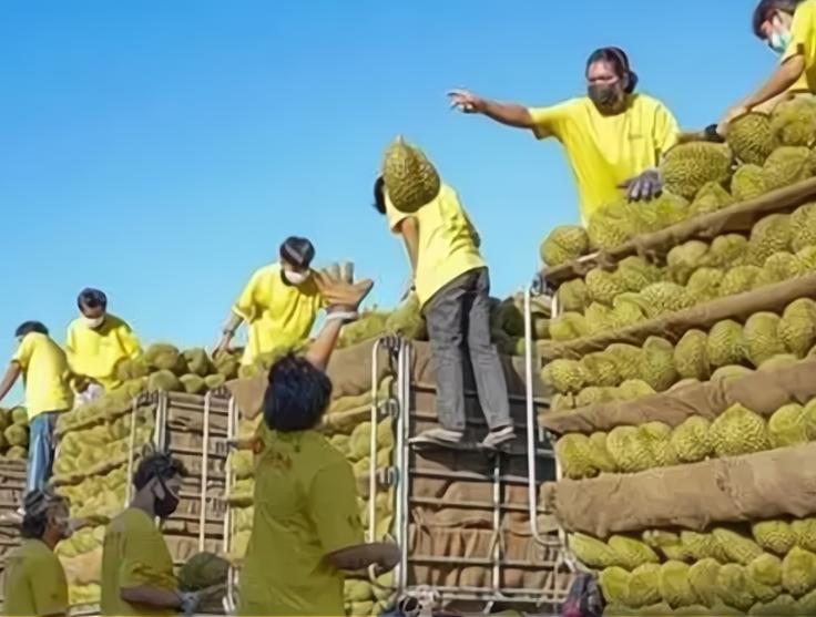 美国、韩国、澳大利亚，都很在意中国人吃榴莲，甚至专门发明了一个词“榴莲外交”，说