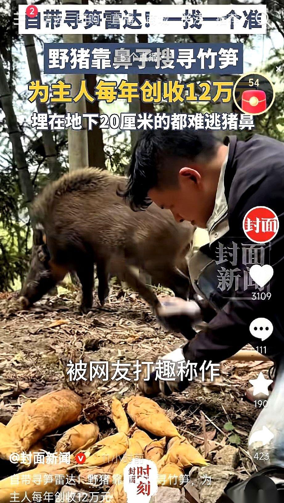 浙江温州有个夏先生，他现在上山挖笋，前面开路的，是头野猪。别人背着筐满山碰运气
